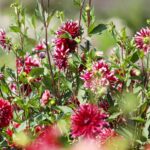 21.08.2021. Kielce. Ogród botaniczny / Wiktor Taszłow / Radio Kielce