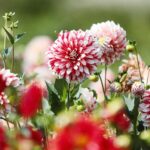 21.08.2021. Kielce. Ogród botaniczny / Wiktor Taszłow / Radio Kielce