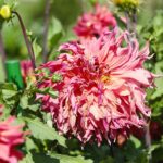 21.08.2021. Kielce. Ogród botaniczny / Wiktor Taszłow / Radio Kielce