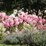 21.08.2021. Kielce. Ogród botaniczny / Wiktor Taszłow / Radio Kielce