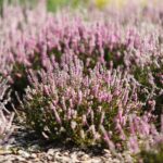 21.08.2021. Kielce. Ogród botaniczny / Wiktor Taszłow / Radio Kielce