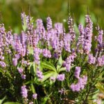 21.08.2021. Kielce. Ogród botaniczny / Wiktor Taszłow / Radio Kielce