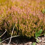21.08.2021. Kielce. Ogród botaniczny / Wiktor Taszłow / Radio Kielce