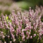 21.08.2021. Kielce. Ogród botaniczny / Wiktor Taszłow / Radio Kielce