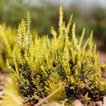 21.08.2021. Kielce. Ogród botaniczny / Wiktor Taszłow / Radio Kielce