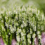 21.08.2021. Kielce. Ogród botaniczny / Wiktor Taszłow / Radio Kielce