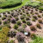 21.08.2021. Kielce. Ogród botaniczny / Wiktor Taszłow / Radio Kielce