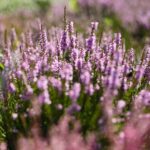 21.08.2021. Kielce. Ogród botaniczny / Wiktor Taszłow / Radio Kielce