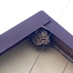 17.08.2021 Strażacy usuwający gniazda niebezpiecznych owadów / OSP KSRG Ruda Maleniecka