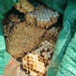 17.08.2021 Strażacy usuwający gniazda niebezpiecznych owadów / OSP Zagnańsk-Chrusty