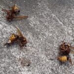 17.08.2021 Strażacy usuwający gniazda niebezpiecznych owadów / OSP KSRG Ruda Maleniecka