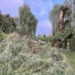 09.07.2021. Kielce. Park Miejski. Wierzba uszkodzona przez wichurę / Wiktor Taszłow / Radio Kielce