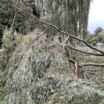 09.07.2021. Kielce. Park Miejski. Wierzba uszkodzona przez wichurę / Wiktor Taszłow / Radio Kielce