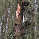 09.07.2021. Kielce. Park Miejski. Wierzba uszkodzona przez wichurę / Wiktor Taszłow / Radio Kielce