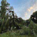 09.07.2021. Kielce. Park Miejski. Wierzba uszkodzona przez wichurę / Wiktor Taszłow / Radio Kielce