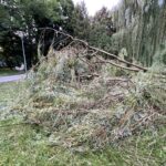 09.07.2021. Kielce. Park Miejski. Wierzba uszkodzona przez wichurę / Wiktor Taszłow / Radio Kielce