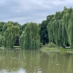 09.07.2021. Kielce. Park Miejski. Wierzba uszkodzona przez wichurę / Wiktor Taszłow / Radio Kielce