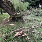 09.07.2021. Kielce. Park Miejski. Wierzba uszkodzona przez wichurę / Wiktor Taszłow / Radio Kielce