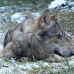 Wilk Bartek / Fundacja Save