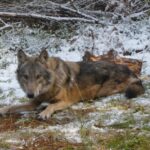 Wilk Bartek / Fundacja Save