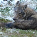 Wilk Bartek / Fundacja Save