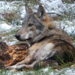 Wilk Bartek / Fundacja Save