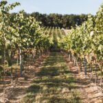 04.04.2021. Złota Pińczowska. Winnica Złota Wieś / Winnica Złota Wieś