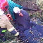 Akcja strażaków / PSP Bełchatów