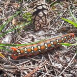 01.09.2021. Daleszyce. Unikalne gatunki gąsienic. Zmrocznik wilczomleczek / Nadleśnictwo Daleszyce / Facebook