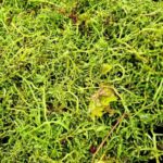 29.09.2021. Złota. Winobranie. Winnica „Złota wieś" / Winnica „Złota wieś"