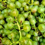 29.09.2021. Złota. Winobranie. Winnica „Złota wieś" / Winnica „Złota wieś"