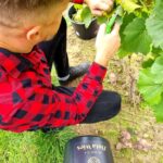 29.09.2021. Złota. Winobranie. Winnica „Złota wieś" / Winnica „Złota wieś"