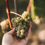 29.09.2021. Złota. Winobranie. Winnica „Złota wieś" / Winnica „Złota wieś"