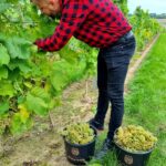 29.09.2021. Złota. Winobranie. Winnica „Złota wieś" / Winnica „Złota wieś"