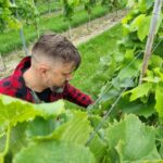 29.09.2021. Złota. Winobranie. Winnica „Złota wieś" / Winnica „Złota wieś"