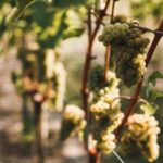 29.09.2021. Złota. Winobranie. Winnica „Złota wieś" / Winnica „Złota wieś"