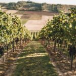 29.09.2021. Złota. Winobranie. Winnica „Złota wieś" / Winnica „Złota wieś"