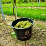 29.09.2021. Złota. Winobranie. Winnica „Złota wieś" / Winnica „Złota wieś"