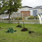 21.09.2021. Kielce. Sadzenie „Jodeł Papieskich” wraz z odsłonięciem tablicy okolicznościowej na terenie SP. nr 20 w Kielcach / Anna Kwapisz / Radio Kielce