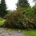 24.09.2021. Kielce. Zespół Szkół Elektrycznych. Strażacy usuwają kasztanowca / Kamil Król / Radio Kielce