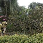 24.09.2021. Kielce. Zespół Szkół Elektrycznych. Strażacy usuwają kasztanowca / Kamil Król / Radio Kielce