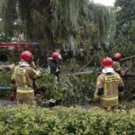 24.09.2021. Kielce. Zespół Szkół Elektrycznych. Strażacy usuwają kasztanowca / Kamil Król / Radio Kielce