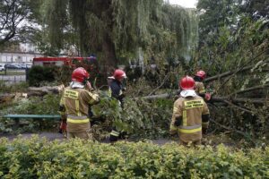 24.09.2021. Kielce. Zespół Szkół Elektrycznych. Strażacy usuwają kasztanowca / Kamil Król / Radio Kielce