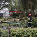 24.09.2021. Kielce. Zespół Szkół Elektrycznych. Strażacy usuwają kasztanowca / Kamil Król / Radio Kielce