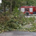 24.09.2021. Kielce. Zespół Szkół Elektrycznych. Strażacy usuwają kasztanowca / Kamil Król / Radio Kielce