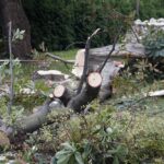 24.09.2021. Kielce. Zespół Szkół Elektrycznych. Strażacy usuwają kasztanowca / Kamil Król / Radio Kielce