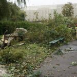 24.09.2021. Kielce. Zespół Szkół Elektrycznych. Strażacy usuwają kasztanowca / Kamil Król / Radio Kielce