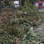 24.09.2021. Kielce. Zespół Szkół Elektrycznych. Strażacy usuwają kasztanowca / Kamil Król / Radio Kielce