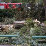 24.09.2021. Kielce. Zespół Szkół Elektrycznych. Strażacy usuwają kasztanowca / Kamil Król / Radio Kielce