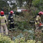 24.09.2021. Kielce. Zespół Szkół Elektrycznych. Strażacy usuwają kasztanowca / Kamil Król / Radio Kielce